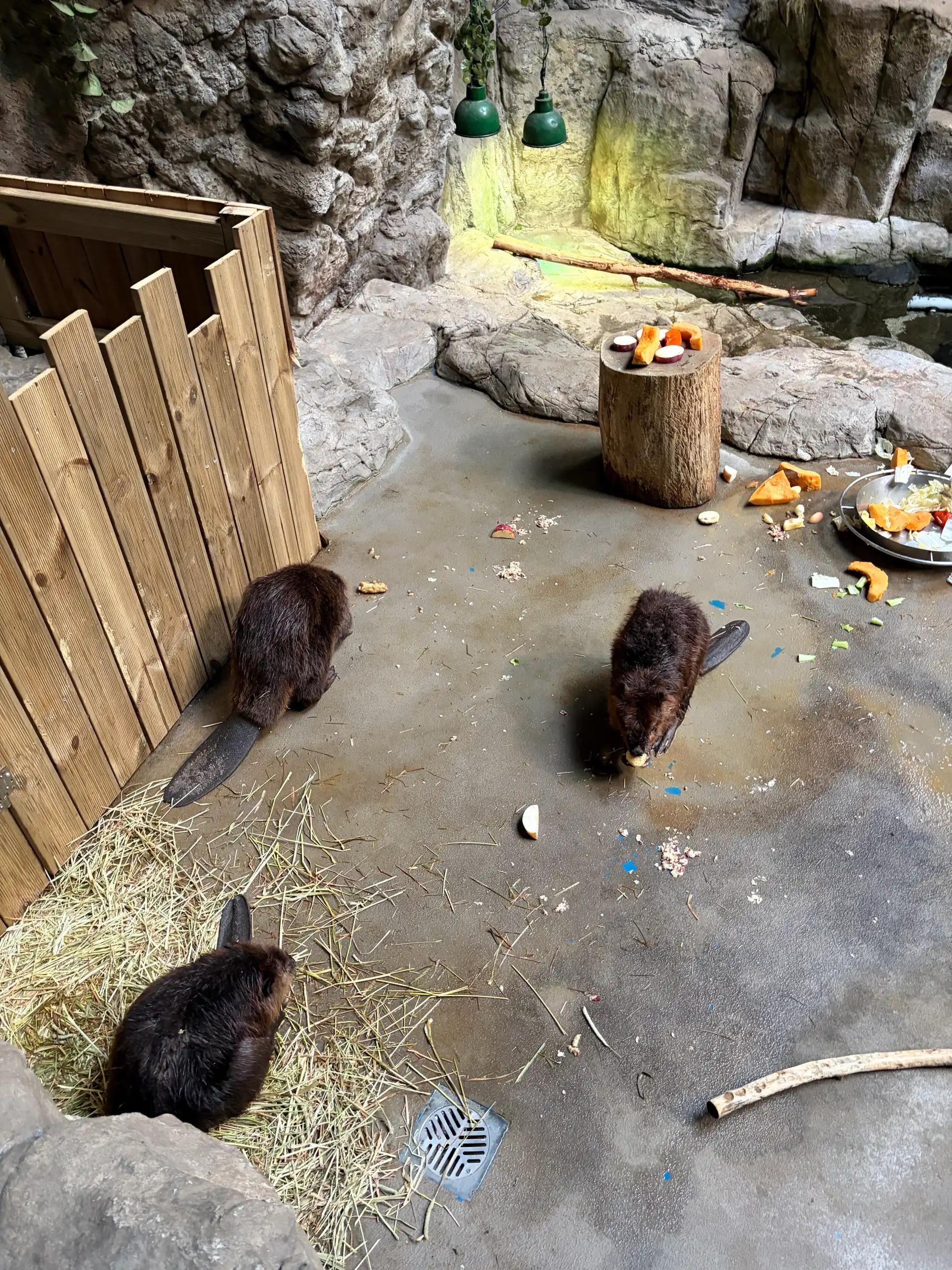 크루톡 이미지 3