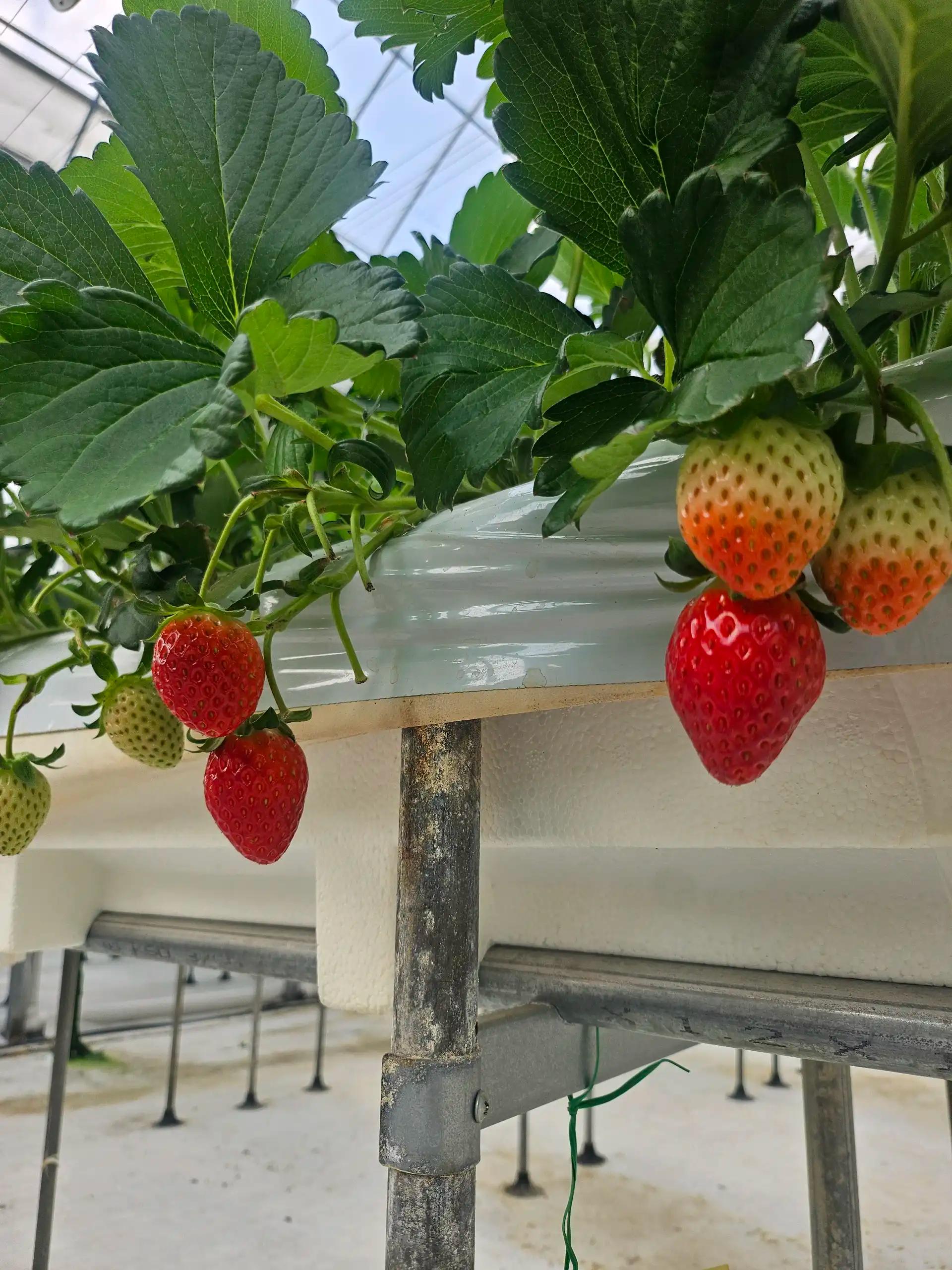 크루톡 이미지 3