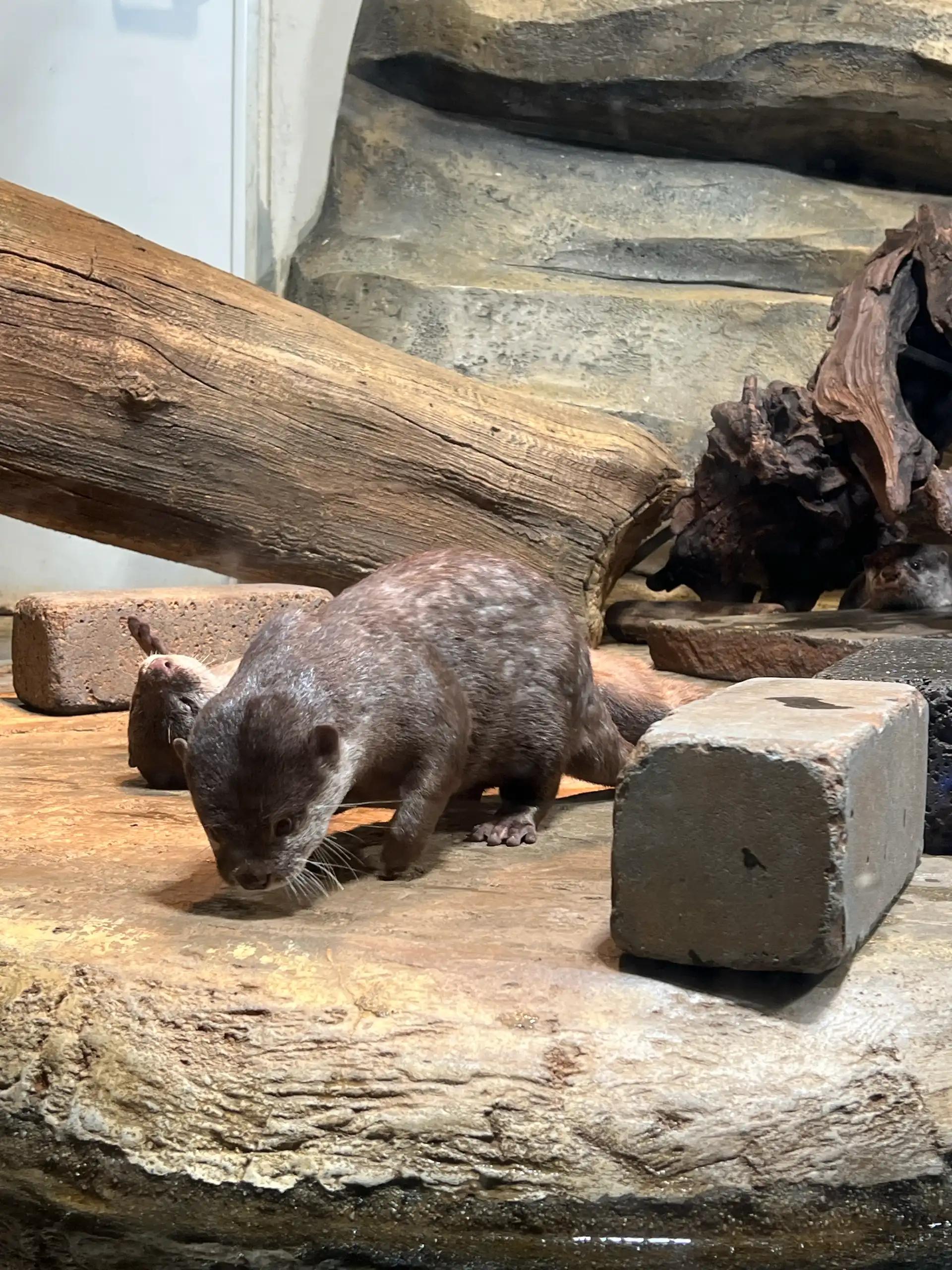 크루톡 이미지 2